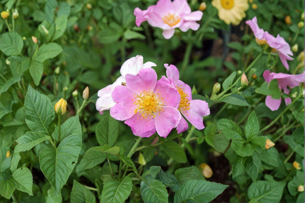 Illinois Rose Seeds - 30 Non-GMO Rosa setigera - Fragrant Pink Climbing Rose - Wildlife & Pollinator Friendly