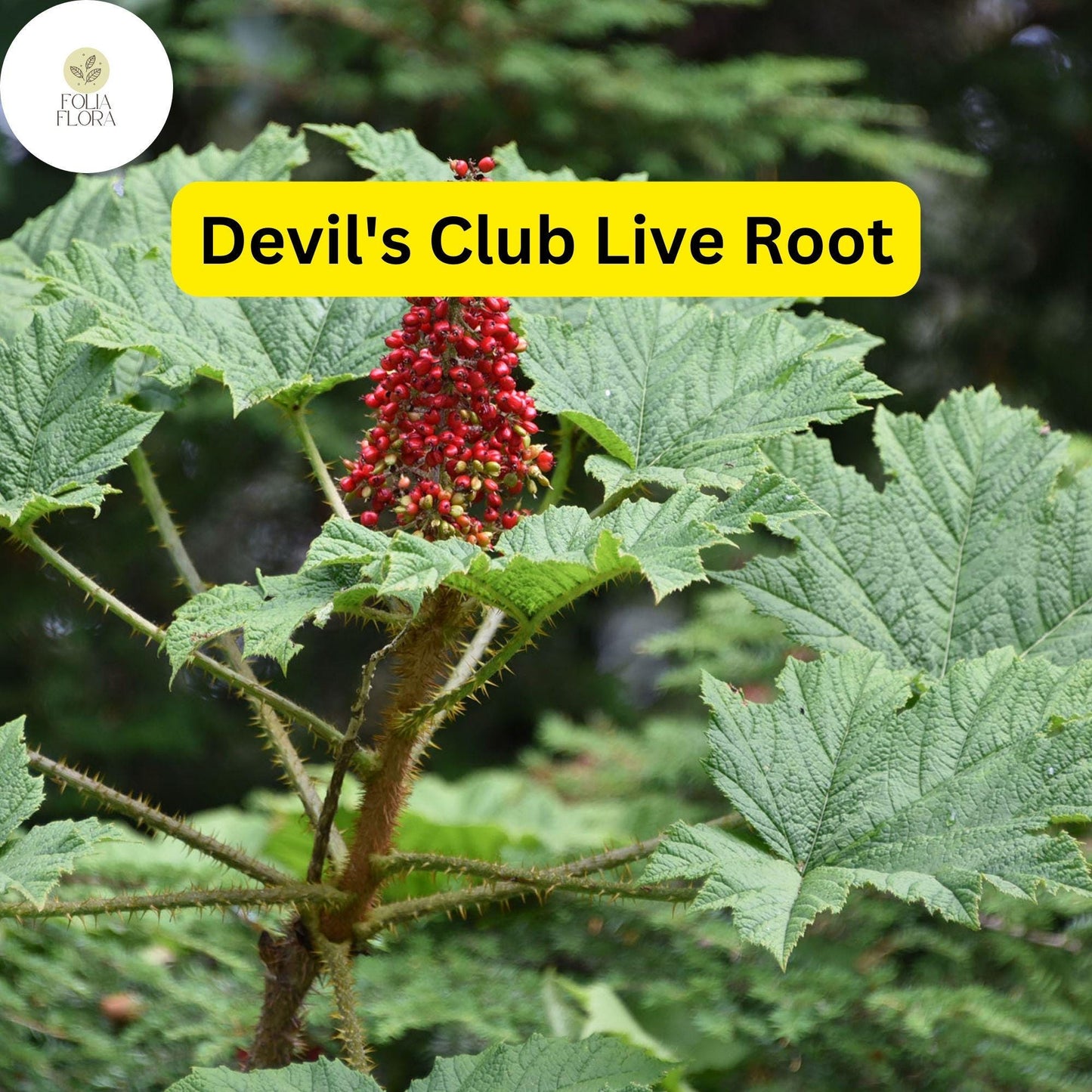 Devil's Club (Oplopanax horridus) Live Root – Wild Harvested Alaskan Perennial Shrub for Shade Gardens
