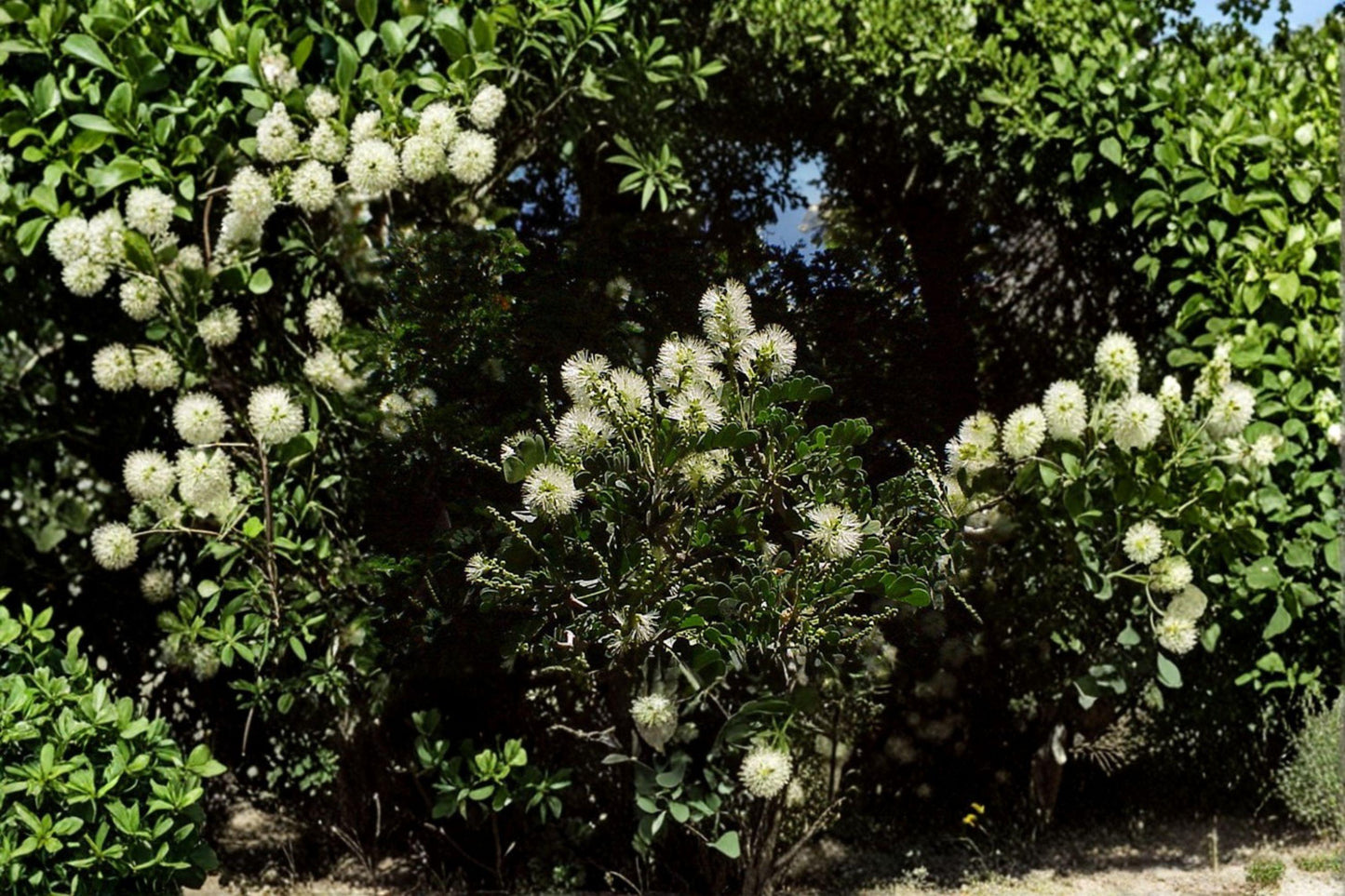 10 Texas Ebony Seeds - Fragrant Evergreen Bonsai Tree, Drought Tolerant Shade Plant, Pithecellobium flexicaule