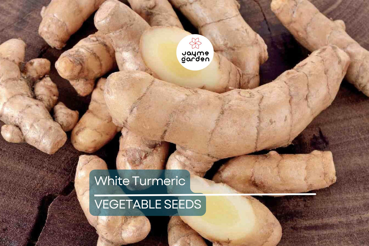 Rare White Turmeric Live Plant 5"-10" Curcuma Zedoaria Flowering Ginger Root USA Seller Free Shipping