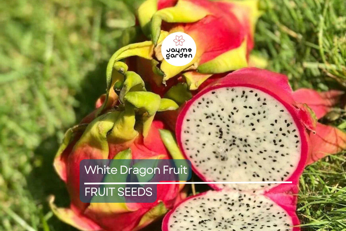 20 White Dragon Fruit Seeds - Hylocereus undatus - Climbing Cactus for Exotic Fruit - Edible Pitaya Seeds for Container Gardening
