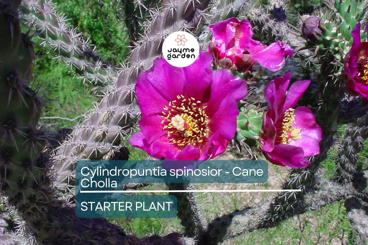 Cylindropuntia spinosior Rooted Cutting | Cane Cholla Cactus | Drought-Tolerant Desert Plant for Xeriscapes & Gardens