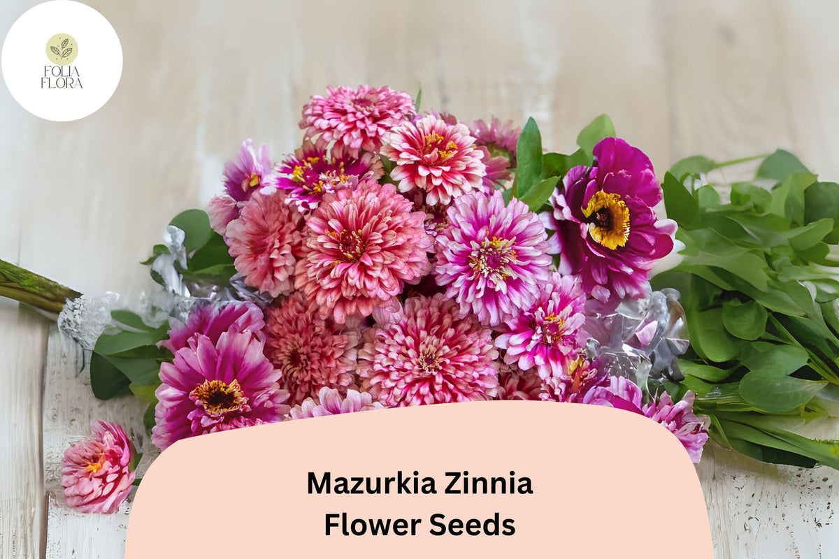 Mazurkia Zinnia Seeds - 100+ Pink & White Bicolor Blooms, Zinnia elegans ‘Mazurkia’, Pollinator Friendly Garden Flowers