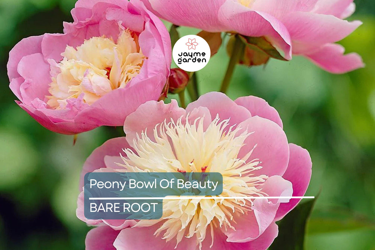 Peony Bare Root 2+ Eyes 'Bowl of Beauty' Bi-Color Blooms Paeonia lactiflora | Deer-Resistant Perennial Cut Flower