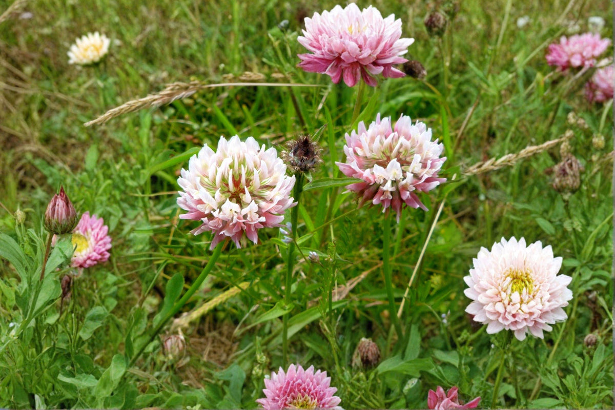 Alsike Clover Seeds | 100 Seeds | Cold Hardy Pollinator Friendly Cover Crop | Trifolium hybridum