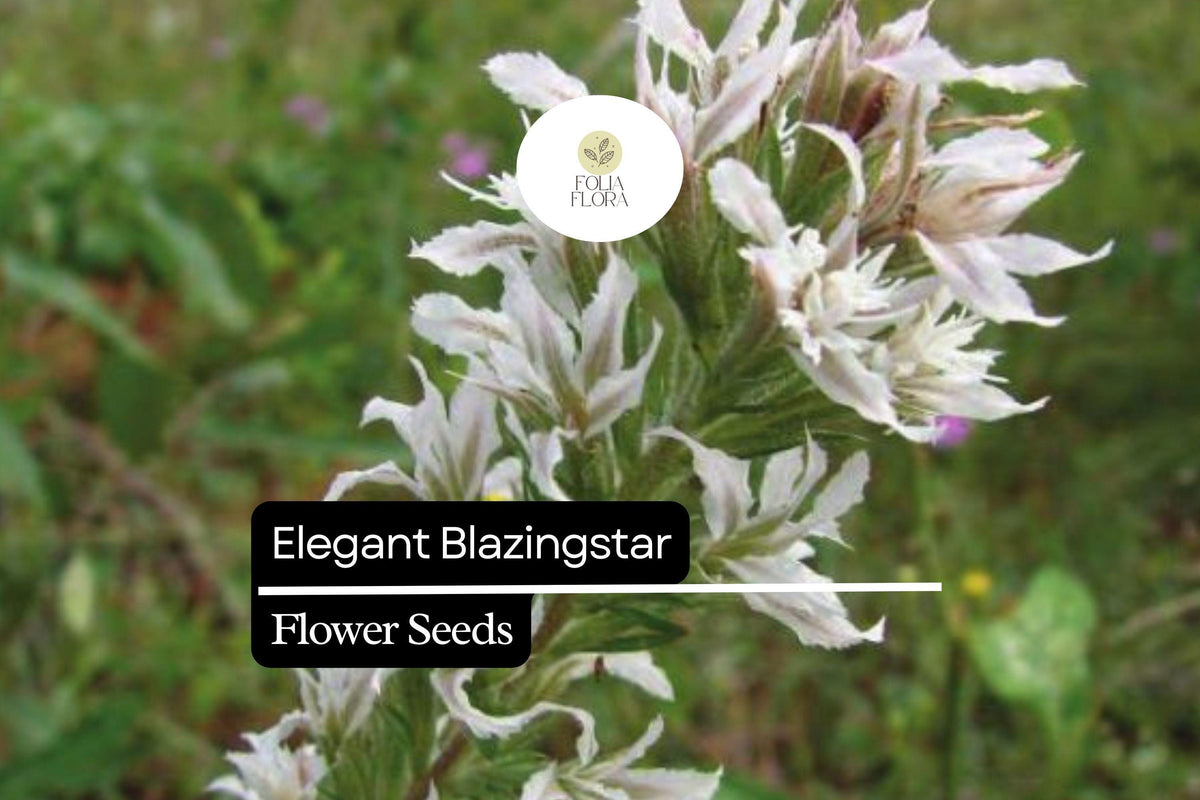 Elegant Blazingstar Seeds | 25 Seeds | Pink-Purple Flower Spikes | Liatris elegans | Pollinator-Friendly Wildflower
