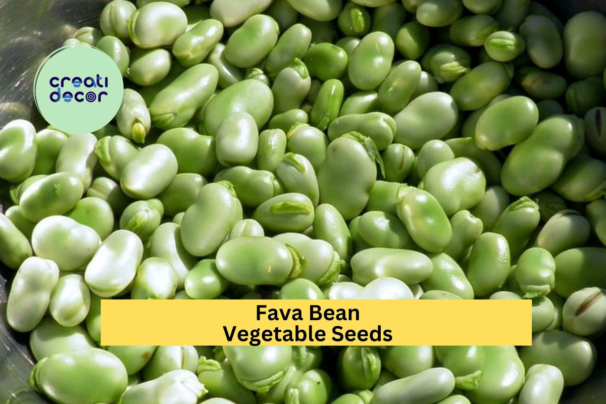 Fava Bean Seeds 3pcs x 5g - Broad Beans for Cool Season Planting Vicia faba, Perfect for Garden Beds & Containers