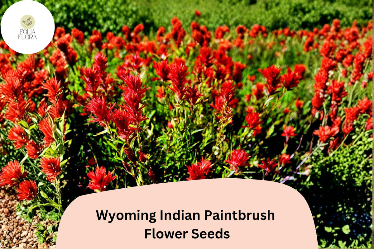 300 Wyoming Indian Paintbrush Seeds | Scarlet Red Wildflower | Castilleja linariifolia | Native Pollinator Garden Plant