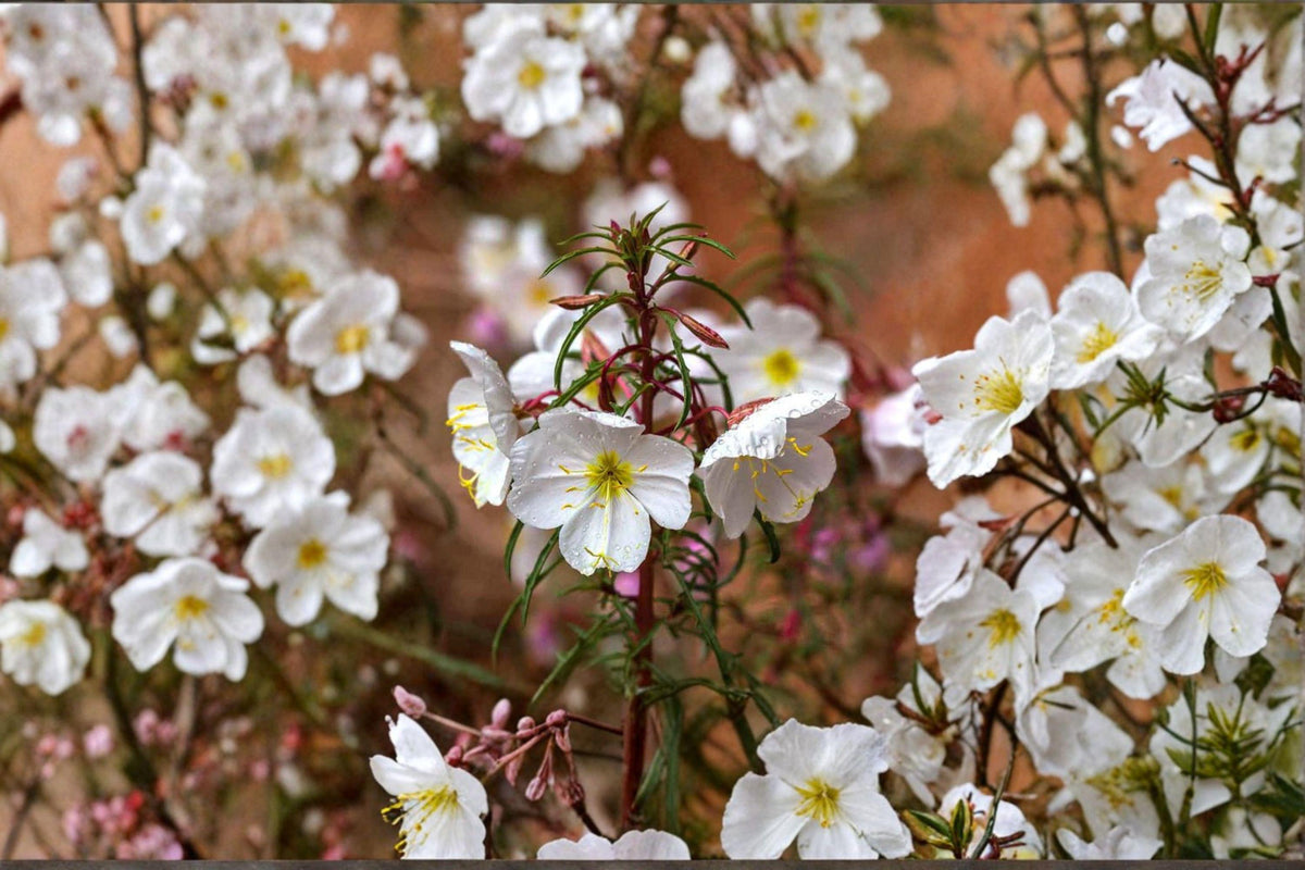Pale Evening Primrose Seeds - 100 Drought-Tolerant Wildflower Seeds - Oenothera pallida - Native Perennial for Xeriscaping