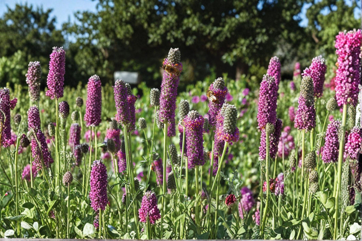 Purple Prairie Clover Seeds - 100 Count - Native Perennial Wildflower - Dalea purpurea - Drought Tolerant Nitrogen Fixer