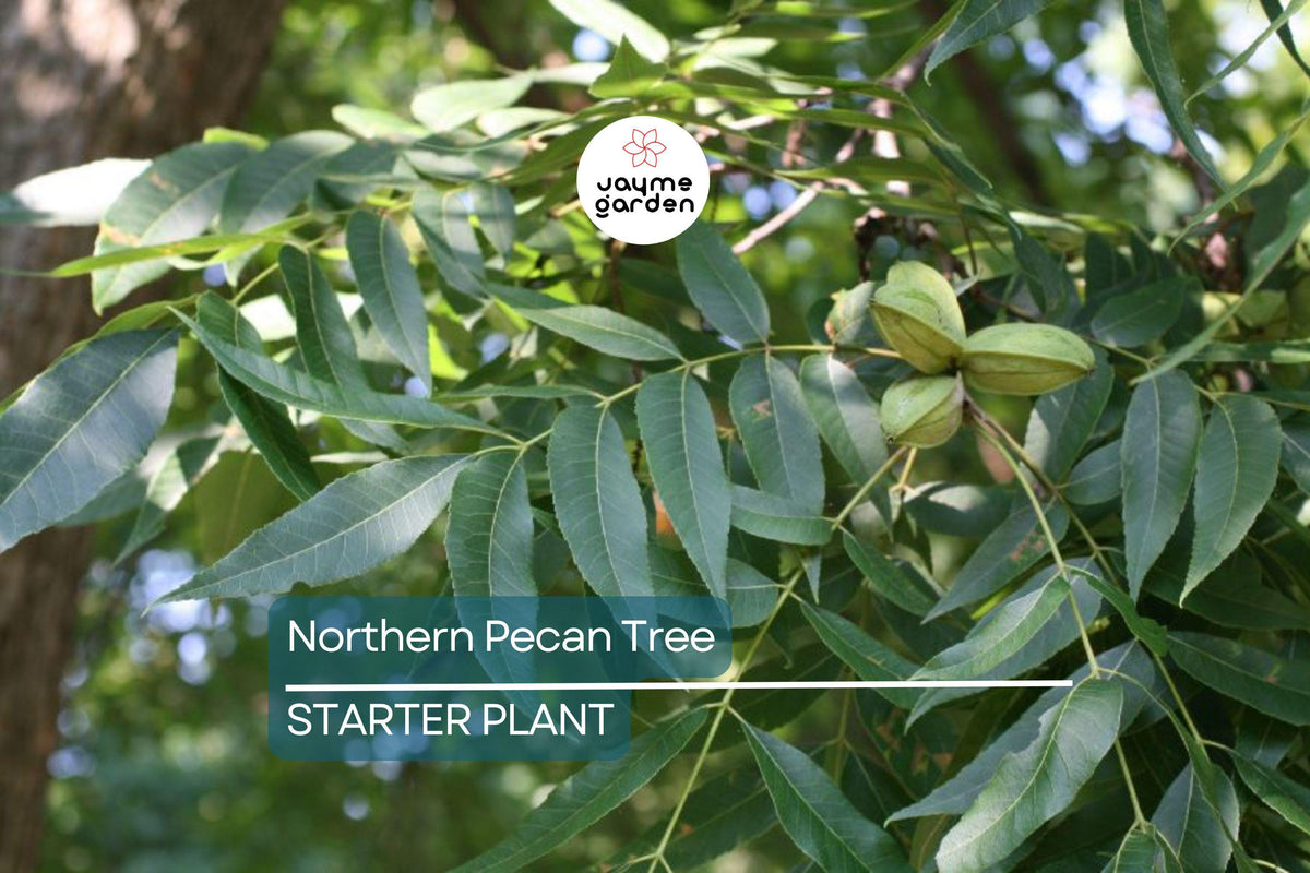 Northern Pecan Tree Seedling 12"-18" Tall Carya illinoinensis Cold Hardy for USDA Zones 4-8 Ideal for Fall Foliage Gardens