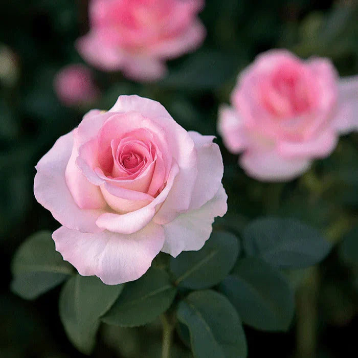 Super Rare Pink Promise Rose Cuttings (3) – Award-Winning Pink Hybrid Tea Unrooted Cuttings