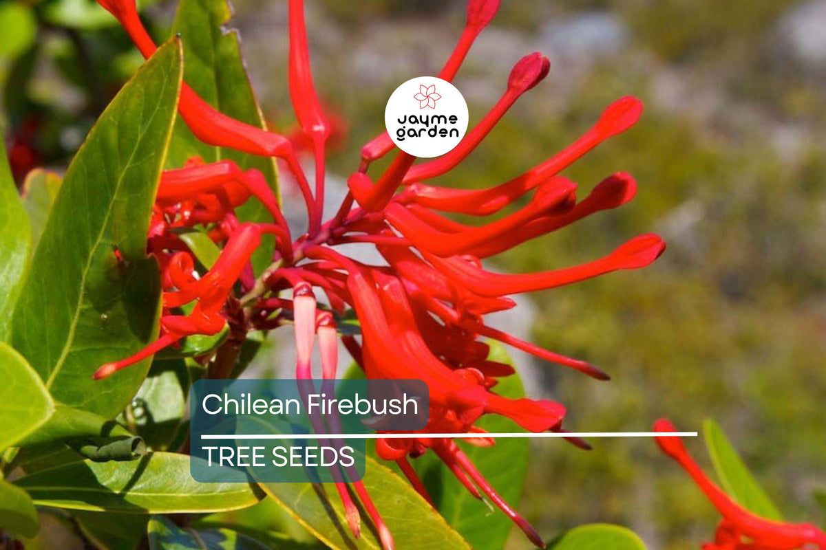 Chilean Firebush Tree Seeds, 10 Rare Embothrium coccineum, Scarlet Red Flowers, Hummingbird Magnet, Fast-Growing Ornamental Plant