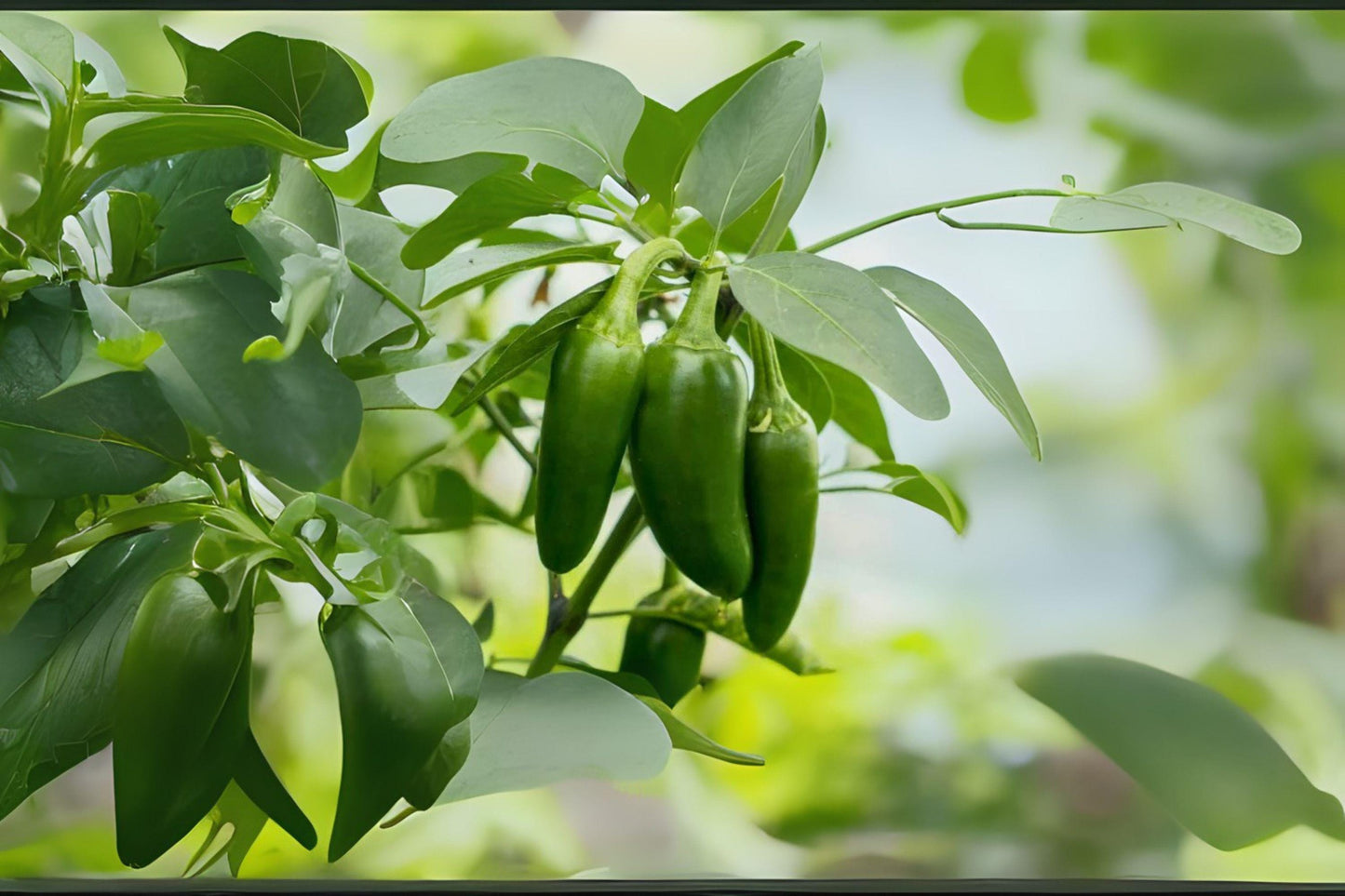 Jalapeño Early Hot Pepper Seeds – Heirloom Capsicum annuum for Salsas, Pickling, Grilling, 30 Seeds
