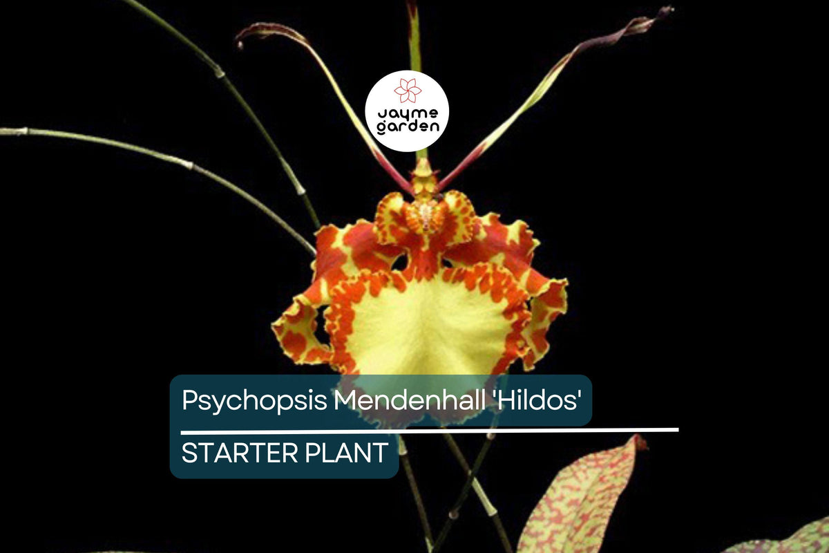 Psychopsis Mendenhall 'Hildos' Orchid | 2" Pot Red/Yellow Cattleya | Tropical Indoor/Outdoor Plant | FCC/AOS Award-Winning