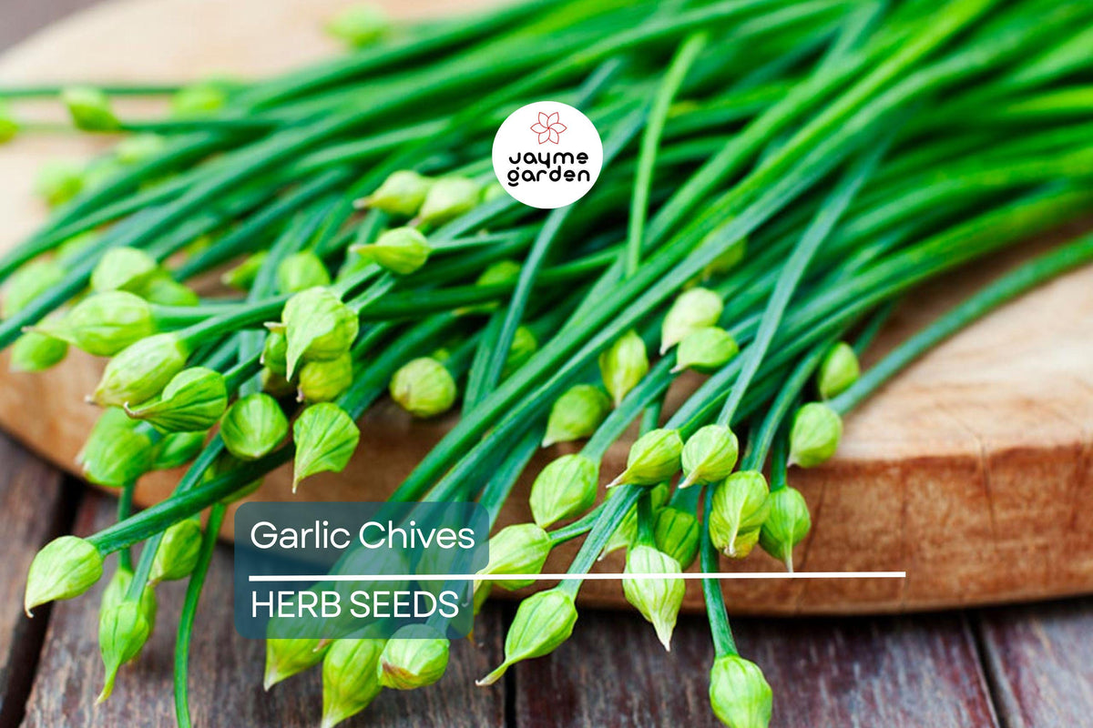 400 Garlic Chives Seeds - Non-GMO Perennial Herb - Allium tuberosum - Culinary & Ornamental - USA Seller, Free Shipping