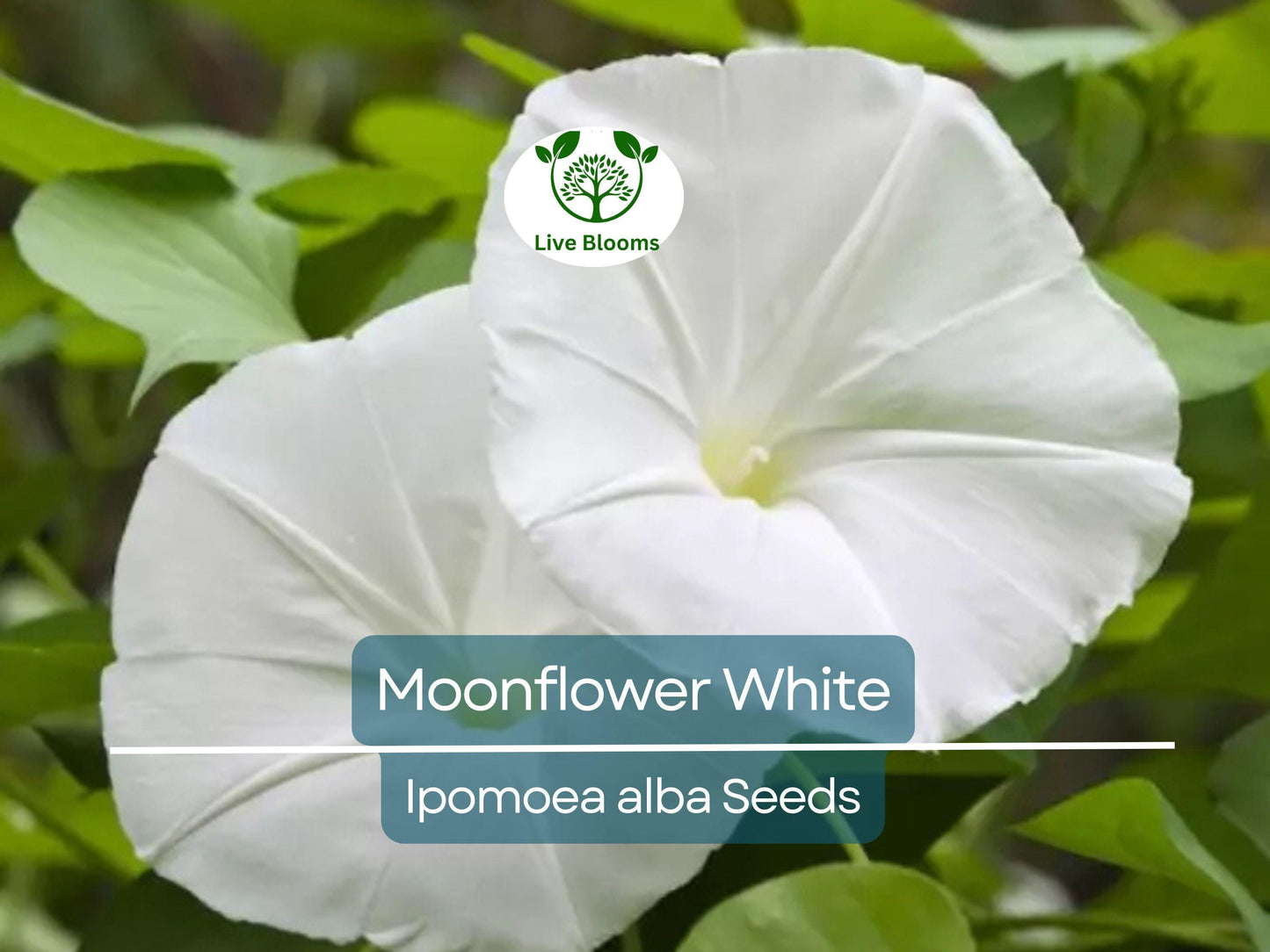 25 Moonflower Seeds - Ipomoea alba White Night-Blooming Fragrant Vine, Non-GMO, Fast-Growing Annual