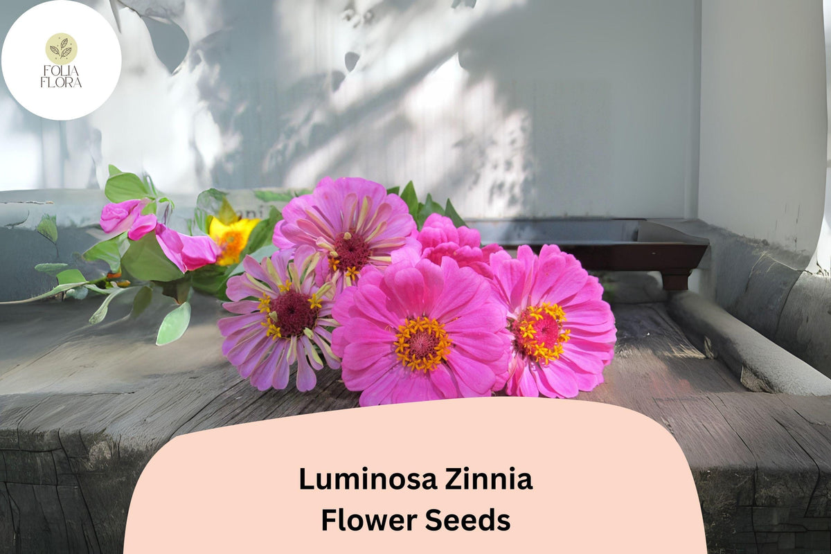 Luminosa Zinnia Seeds 100+ Pack - Bright Pink Blooms, Non-GMO Zinnia elegans for Garden Planting & Cut Flower Arrangements
