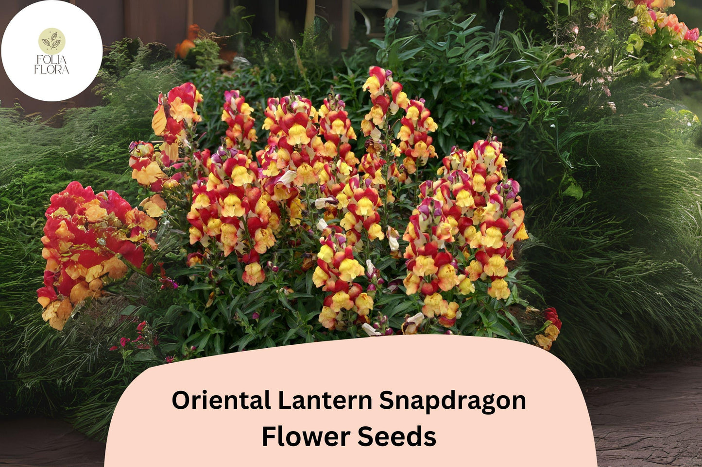 Antirrhinum majus Oriental Lantern Snapdragon Seeds – 1000+ Fiery Red, Orange & Gold Blooms for Garden & Cut Flowers