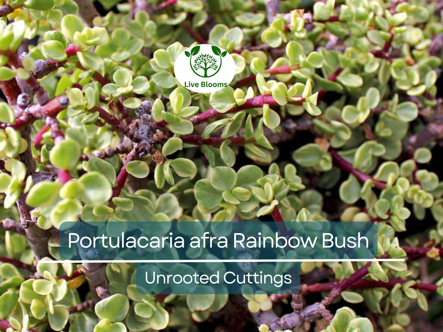 11 Elephant Bush Dwarf Jade Cuttings 7-12" Unrooted Portulacaria Afra Succulent for Easy Propagation