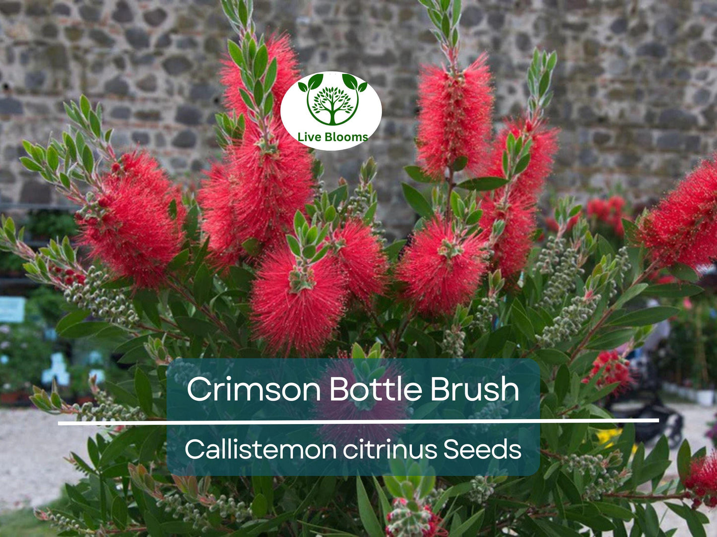 100 Crimson Bottle Brush Tree Seeds - Non-GMO Red Flowering Callistemon citrinus, Hardy Garden Shrub