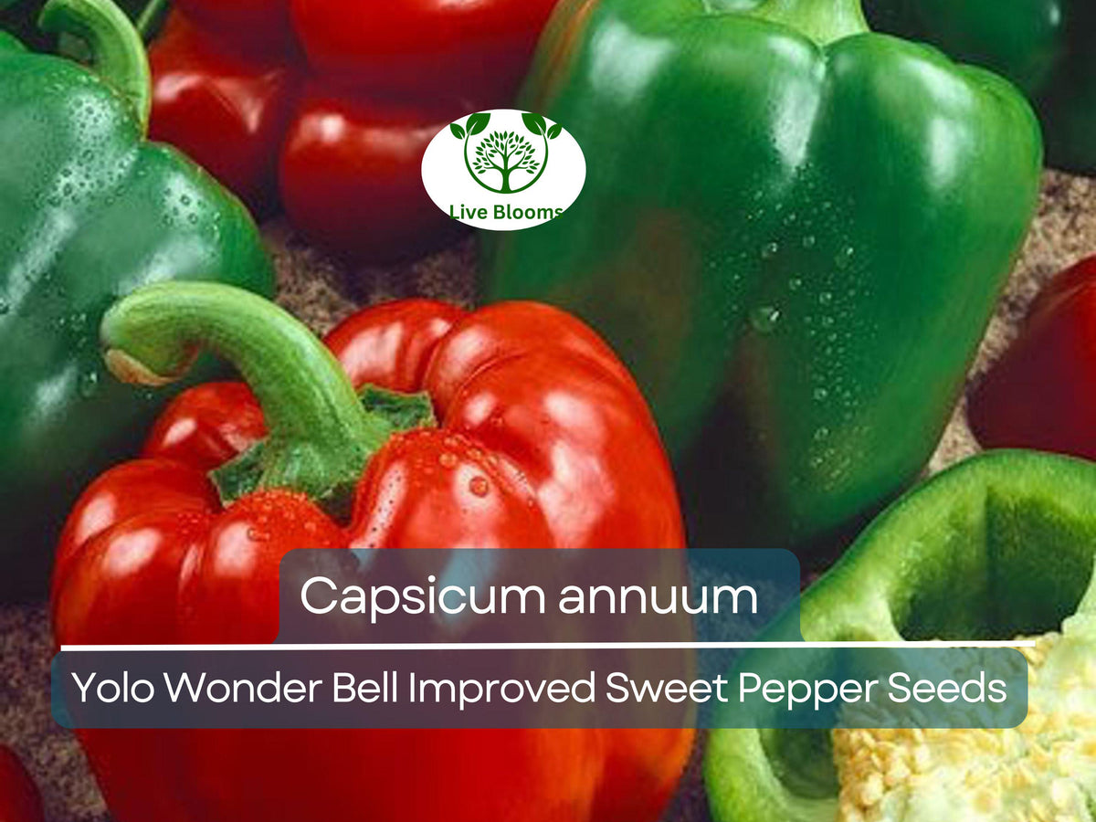 30 Seeds Sweet Pepper Yolo Wonder Bell Improved, Capsicum annuum - High-Yielding, Thick-Walled, Sweet Bell Peppers for Gardening