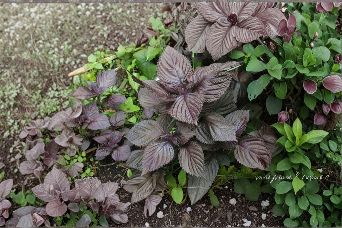 Perilla Seeds - 100 Red Aka Shiso Seeds | Japanese Culinary Herb | Aromatic Perilla frutescens | Easy to Grow Edible Plant
