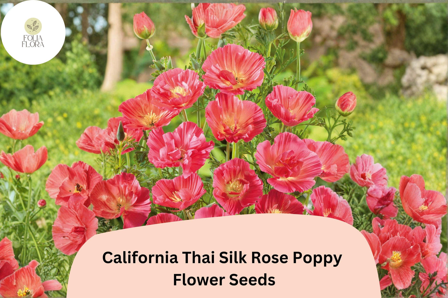 200+ California Thai Silk Rose Poppy Seeds - Elegant Rose Pink Wildflowers for Garden Beds & Meadows
