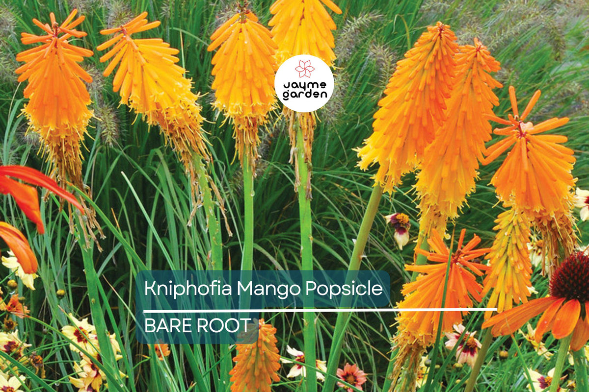 Kniphofia ‘Mango Popsicle’ Bare Root Hot Poker Plant, Drought-Tolerant Perennial with Orange Blooms, Pollinator Friendly