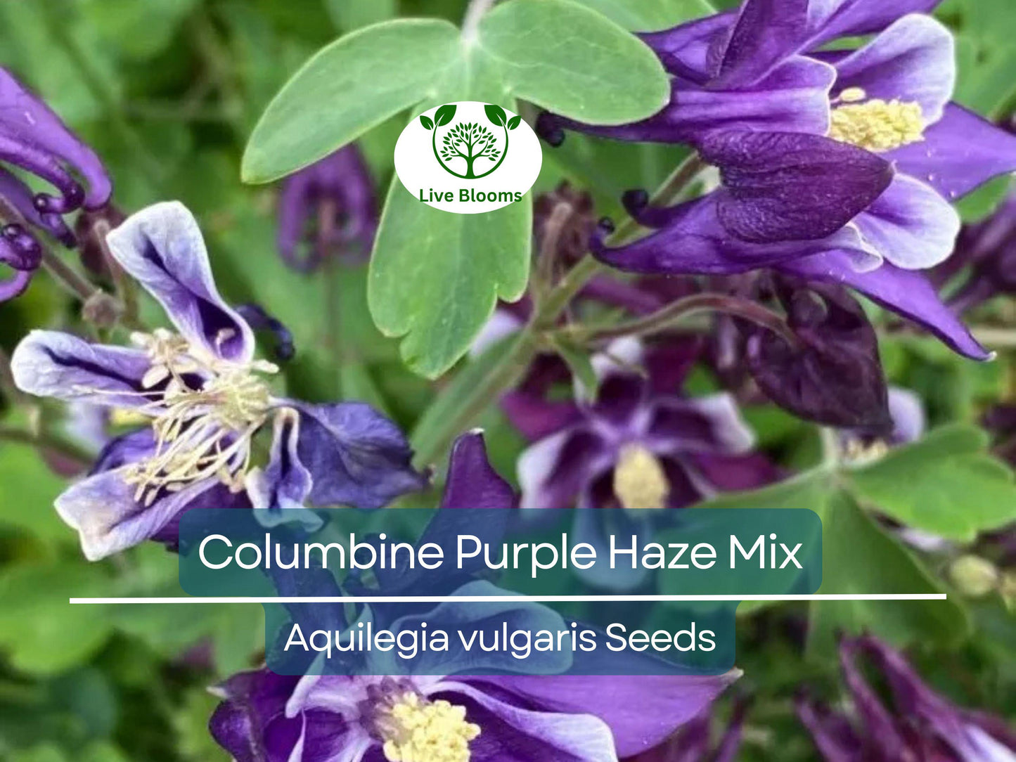 200 Seeds Columbine Purple Haze Mix - Non-GMO Perennial Flowers Attracting Hummingbirds & Butterflies
