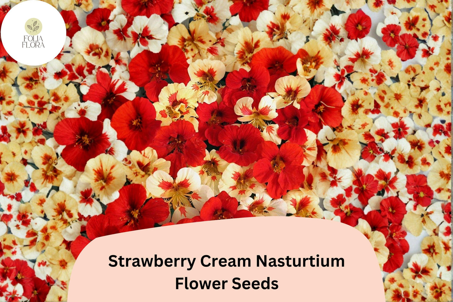 50+ Strawberry Cream Nasturtium Seeds | Trailing Annual with Creamy Pink-Red Blooms | Tropaeolum majus