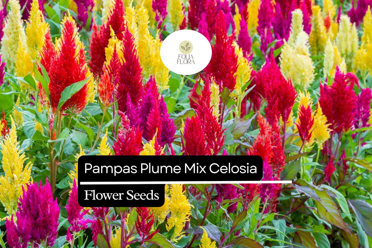 Pampas Plume Mix Celosia Seeds - Colorful Feathery Plumes, Celosia argentea - 50-1000 Seeds for Vibrant Gardens