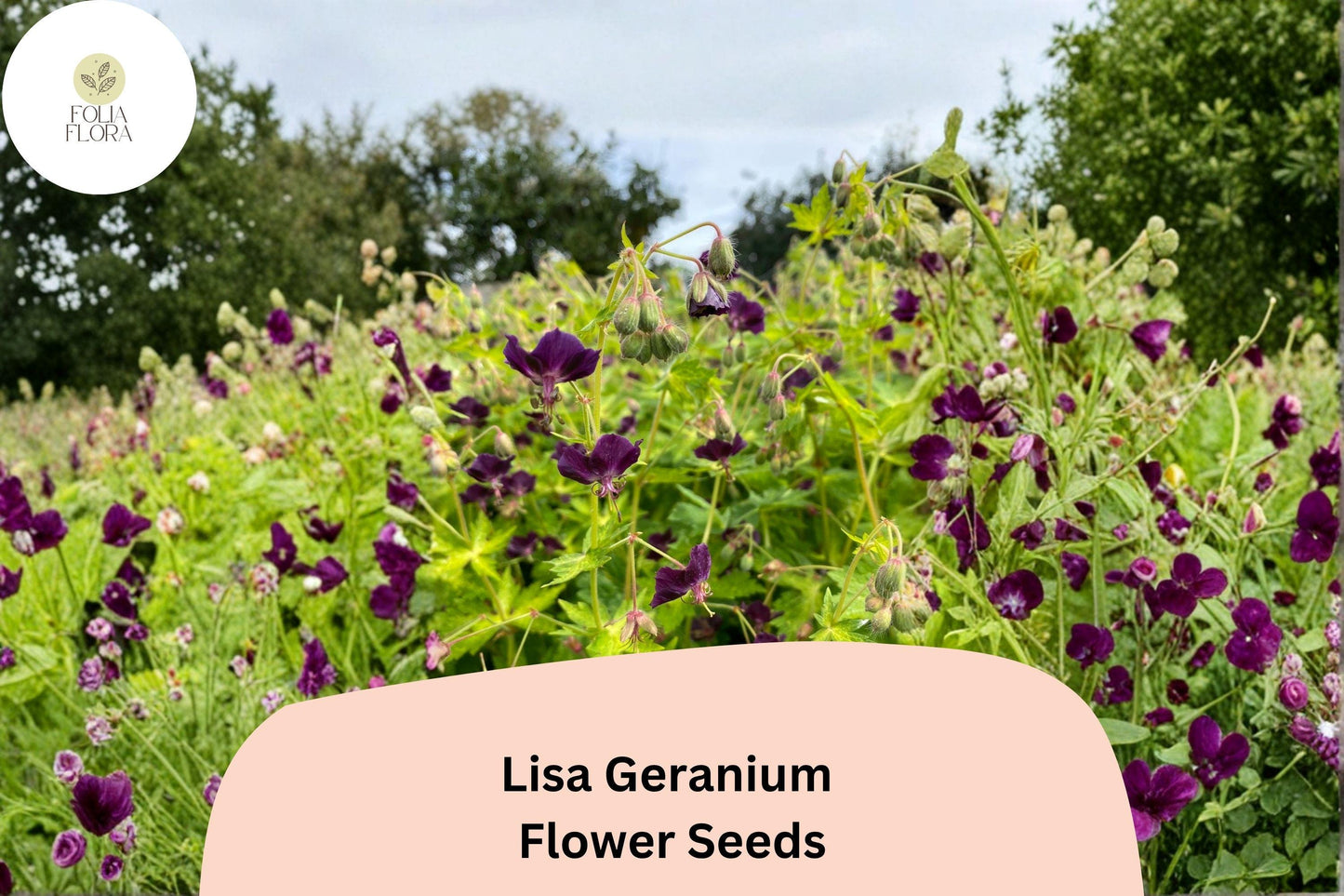 25+ Lisa Geranium Seeds – Hardy Perennial with Vibrant Purple Flowers for Garden Beds and Containers