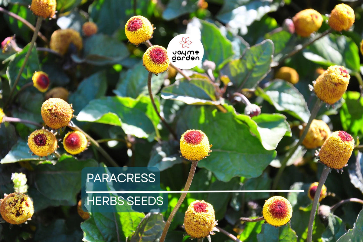 100 Paracress Seeds - Spilanthes oleracea - Toothache Plant - Medicinal Herb - Buzz Buttons - Non-GMO, Easy to Grow