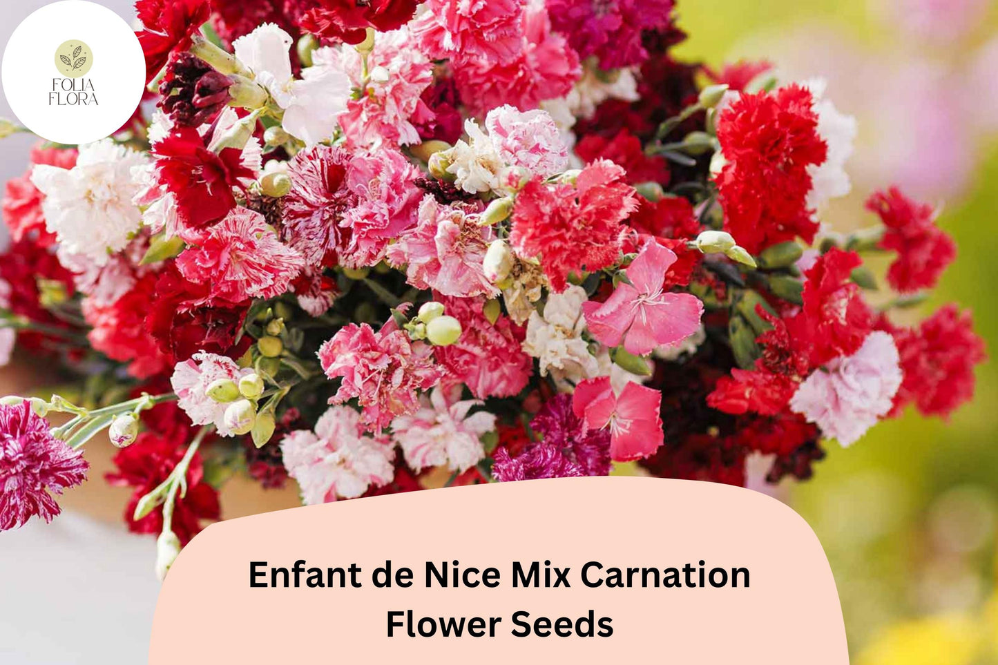200+ Enfant de Nice Mix Carnation Seeds - Fragrant, Colorful Perennial Flowers for Gardens & Cuttings