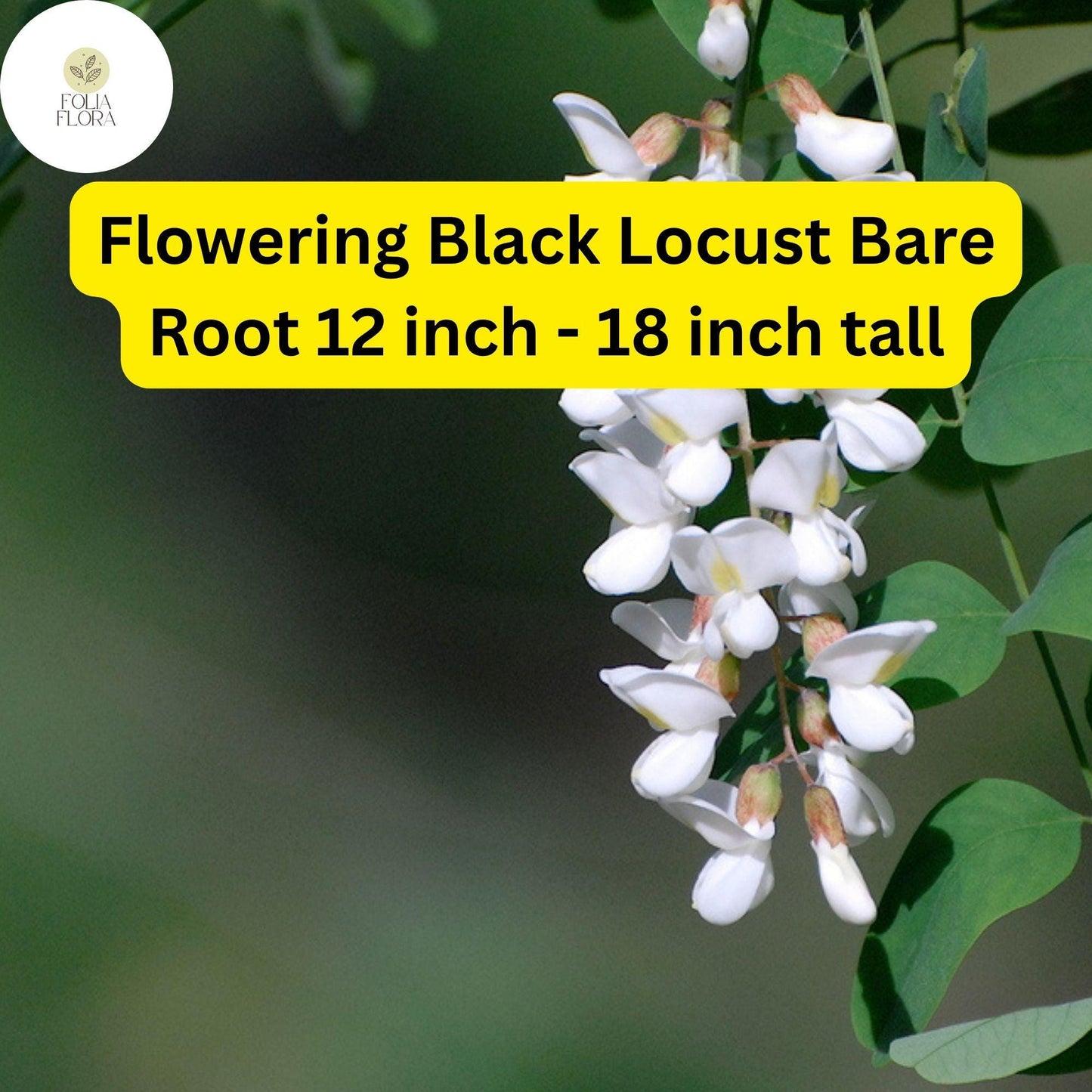 Flowering Black Locust Tree (Robinia pseudoacacia) Live Bare Root 12-18 Inch Tall - Fast Growing Ornamental Tree