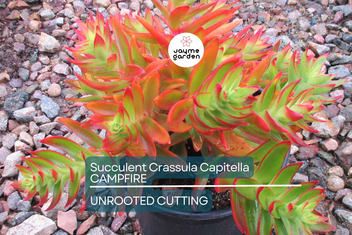 Crassula Campfire Cuttings - 3 Unrooted 2" Red Succulent Cuttings, Drought-Tolerant, Ideal for USDA Zones 9-11, Low Maintenance