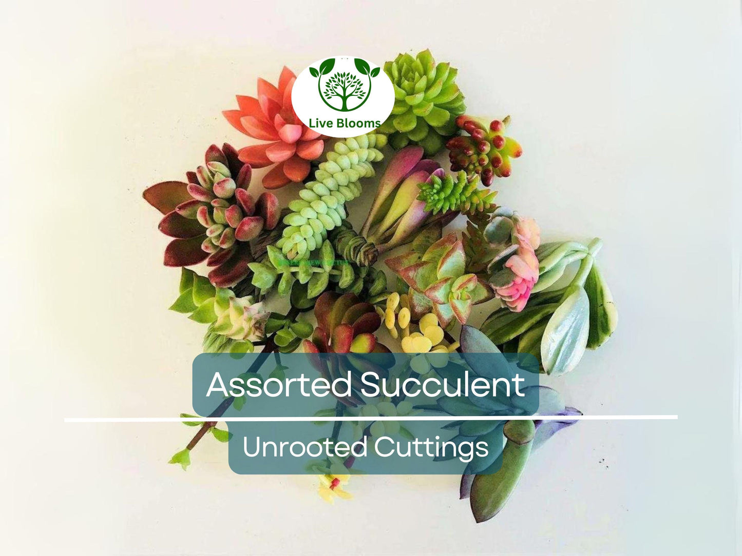 20+ Assorted Succulent Unrooted Cuttings - 20 Varieties Including Echeveria, Crassula, Aloe & More