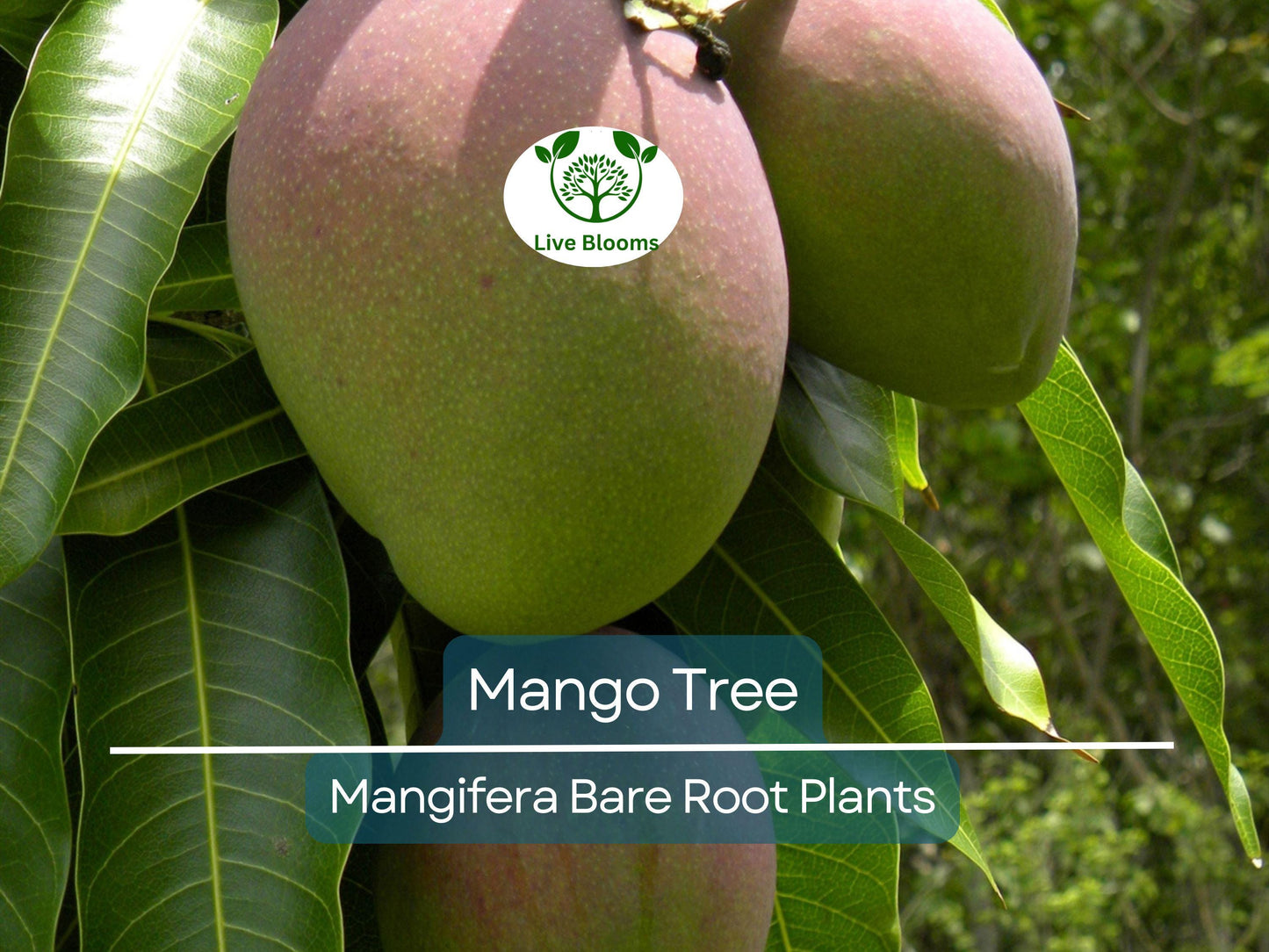 Live Mango Tree Seedling 6-9" Bare Root Tropical Fruit Plant Mangifera indica for Garden or Container
