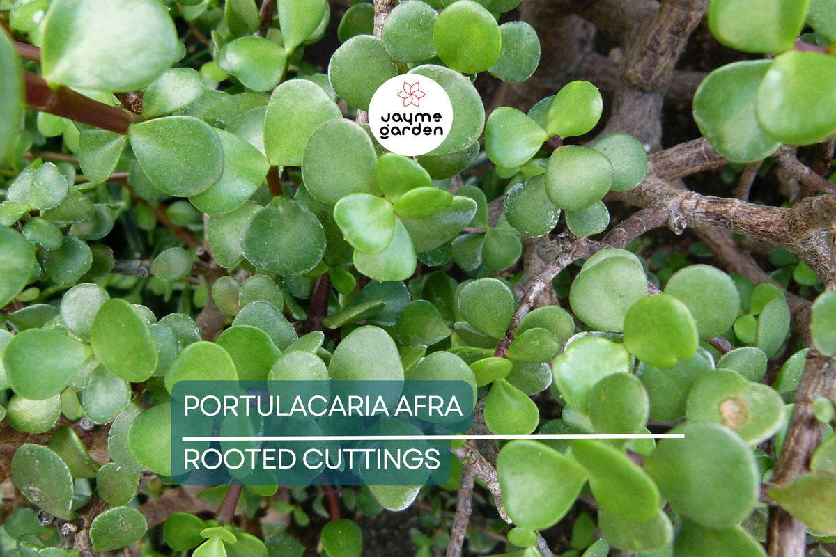Rare Mini Jade Tree Bonsai - 4" Portulacaria afra Green Elephant Bush - Easy Care Bare Root Plant for Bonsai Gardening