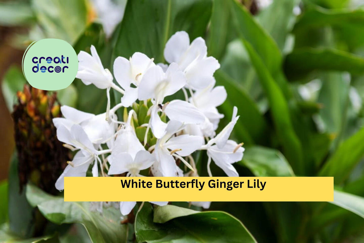 White Butterfly Ginger Lily Hedychium coronarium Fully Rooted Live Plant Fragrant Tropical Perennial