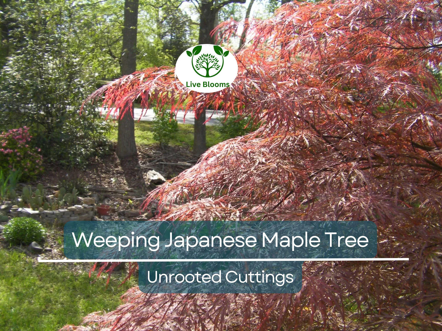 10 Thin Japanese Maple Weeping Tree 'Garnet' Unrooted Cuttings for Rooting & Grafting - Acer palmatum