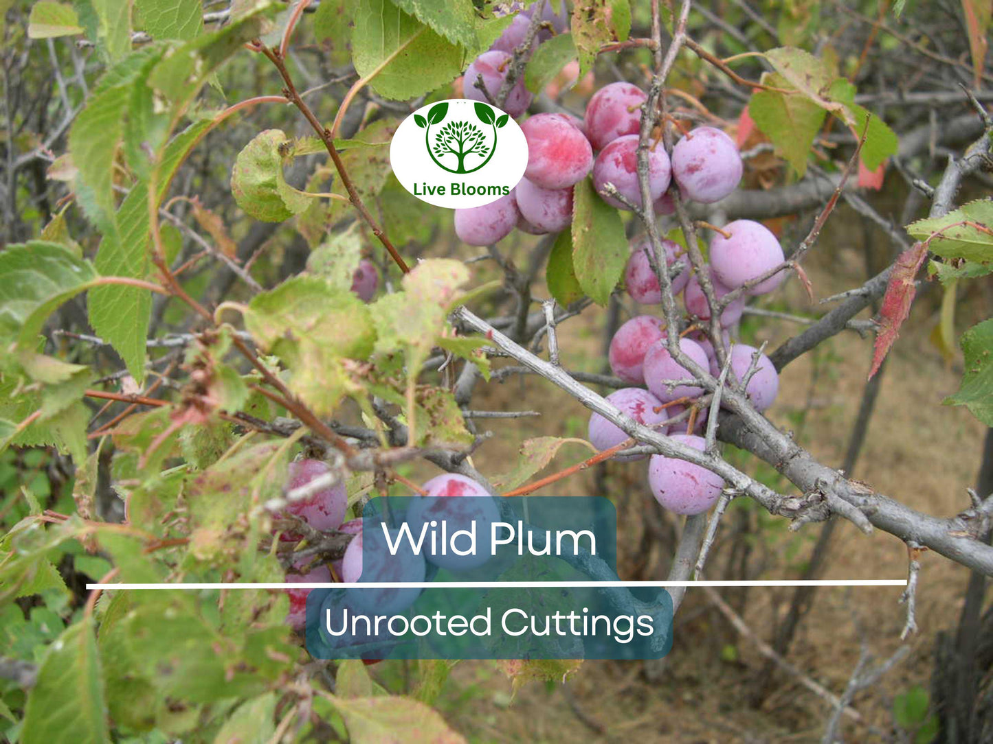 12 Unrooted Wild Plum Cuttings 6-8” Prunus Americana Hardy Fruit Tree for Garden Propagation