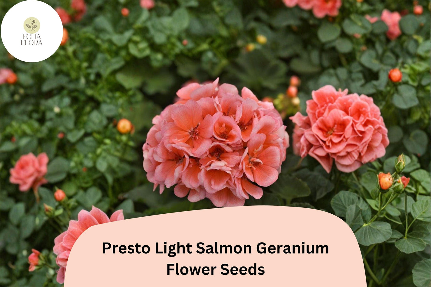 25+ Presto Light Salmon Geranium Seeds | Compact Zonal Geranium with Soft Salmon Pink Blooms