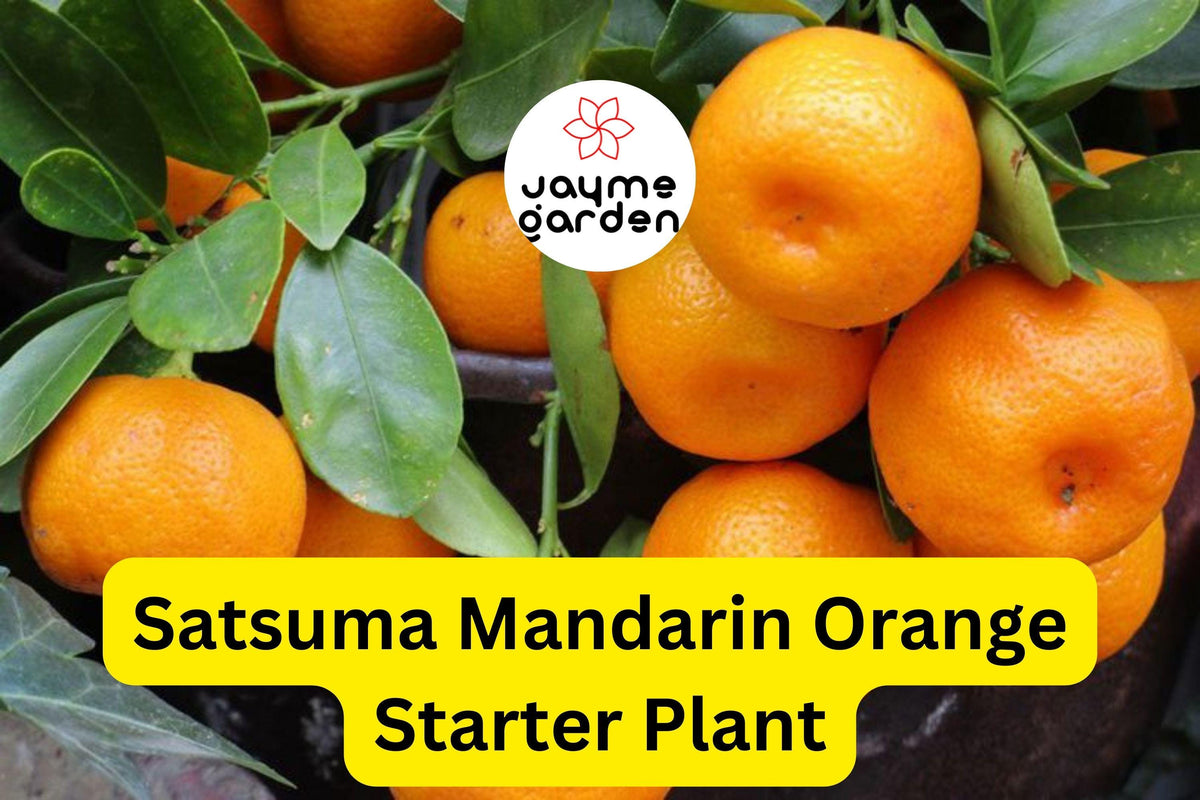 Satsuma Mandarin Orange Tree Seedling, 4-10" Tall, Cold Hardy Citrus, Citrus reticulata, Sweet Fruit for Home Gardens
