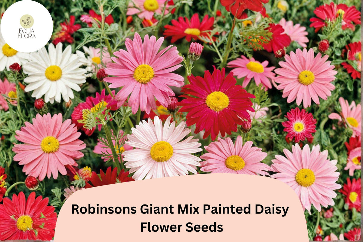 200+ Painted Daisy Seeds | Robinsons Giant Mix | Tanacetum coccineum | Colorful Perennial Flowers for Gardens & Bouquets