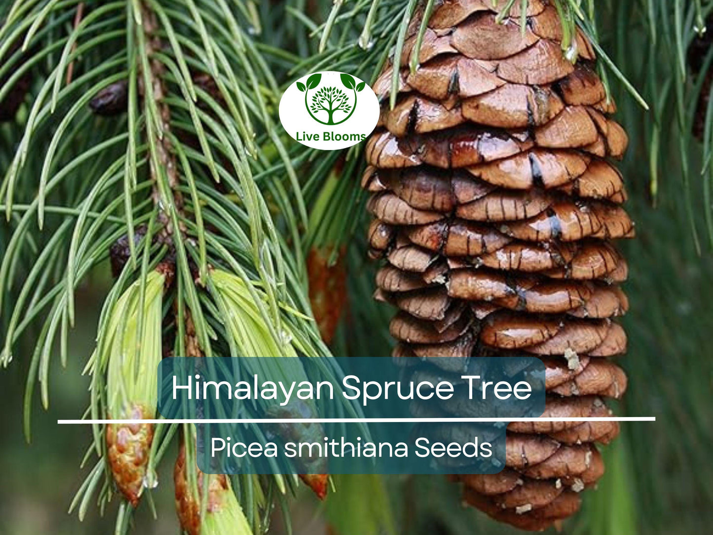 20 Himalayan Spruce Tree Seeds | Picea smithiana | Fast-Growing Hardy Evergreen for Large Gardens