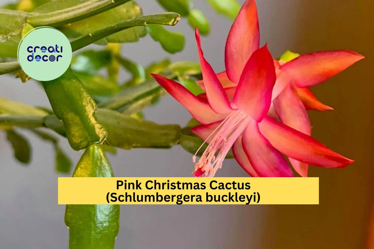 Pink Christmas Cactus Cuttings - 3 Unrooted Schlumbergera buckleyi - Winter Blooming Houseplant for Holiday Decor