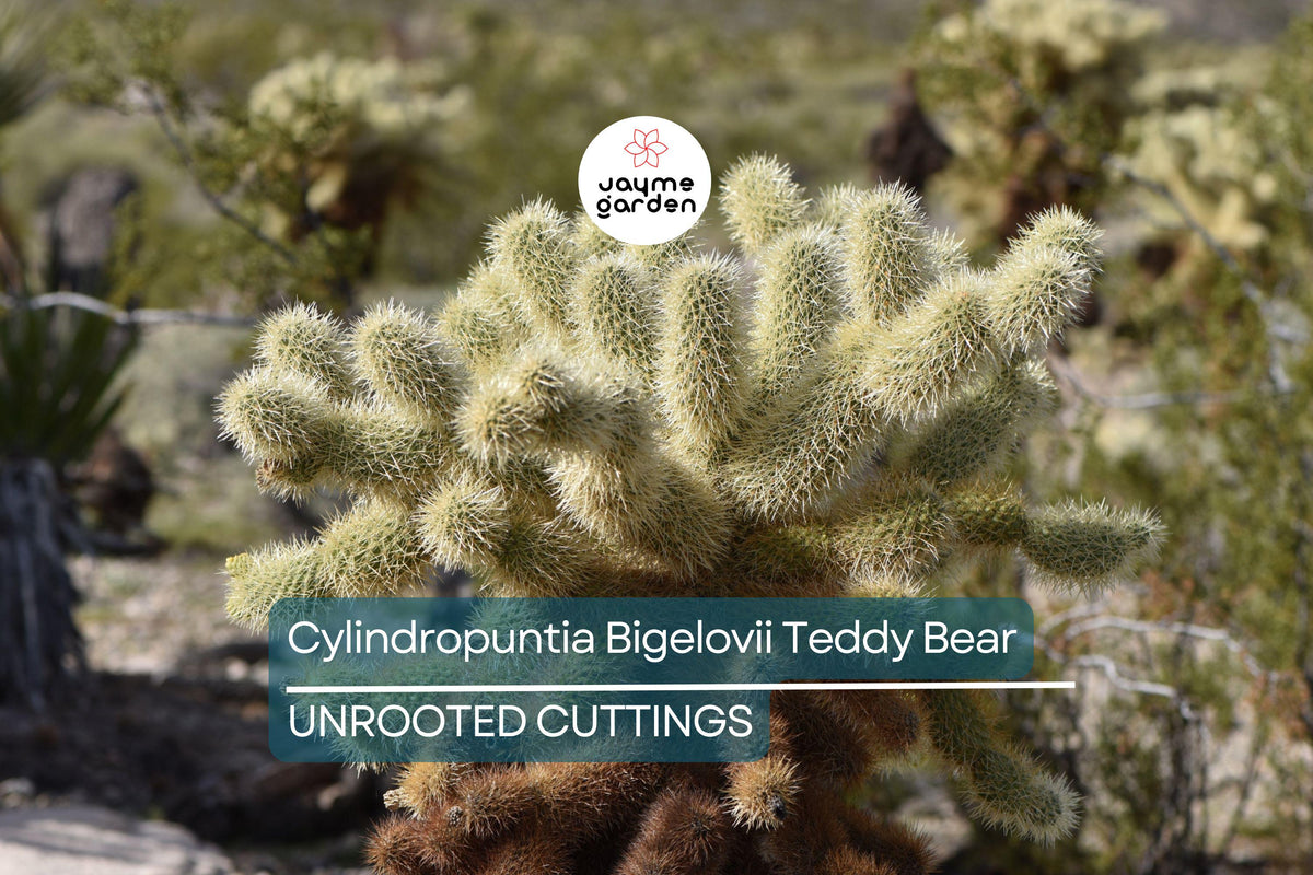 Cactus Cutting Segment 3-5" Teddy Bear Cholla Green Cylindropuntia Bigelovii - Ideal for Cactus Collectors & Gardeners