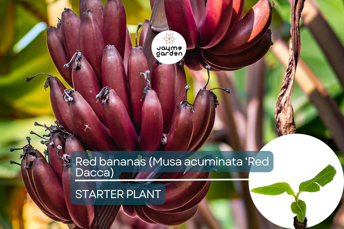 Red Banana Plant 10"-20" Tall | Rare Musa acuminata ‘Red Dacca’ | Exotic Sweet Tropical Bananas for Smoothies & Desserts
